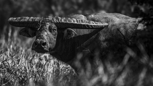 Untitled wildlife artwork