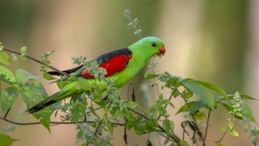 Untitled wildlife artwork