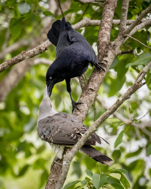 Untitled wildlife artwork