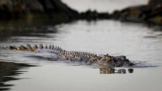 Untitled wildlife artwork