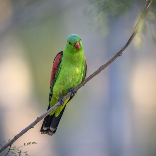 Untitled wildlife artwork