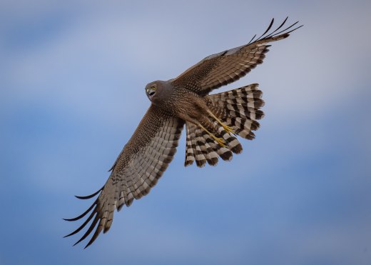 Spotted Harrier hunt