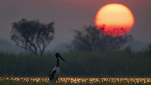 Untitled wildlife artwork