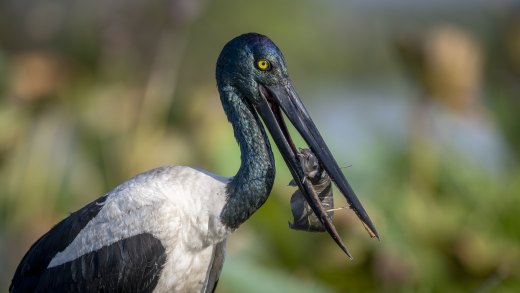 Untitled wildlife artwork