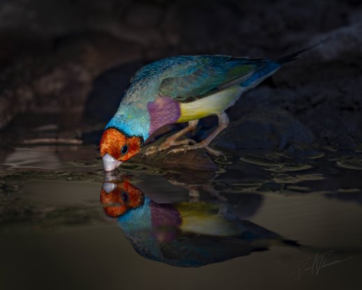 Untitled wildlife artwork