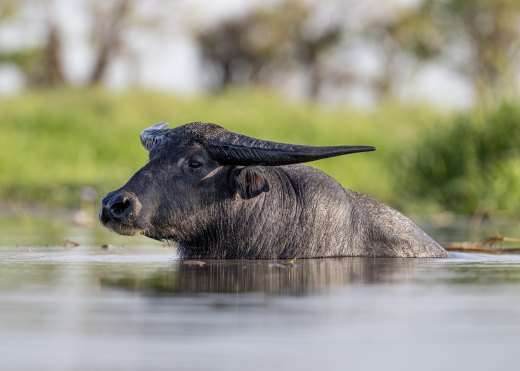 Untitled wildlife artwork