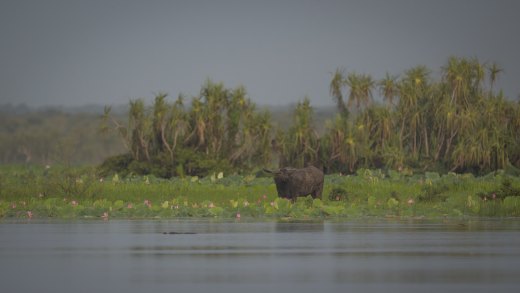 Untitled wildlife artwork