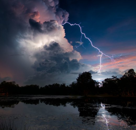 Untitled wildlife artwork