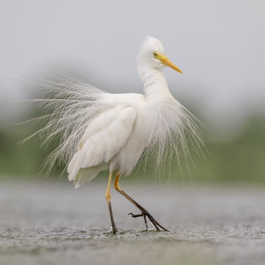 Untitled wildlife artwork