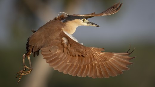 Untitled wildlife artwork