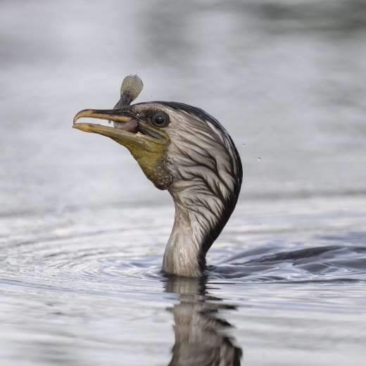 Untitled wildlife artwork