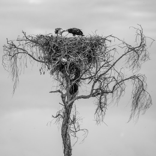 Untitled wildlife artwork