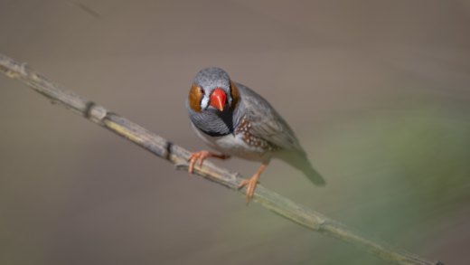 Untitled wildlife artwork