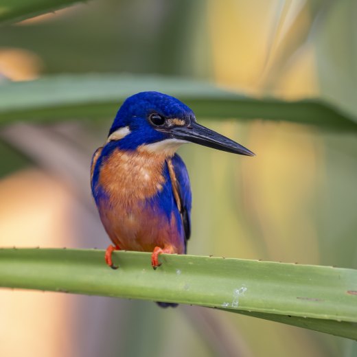 Untitled wildlife artwork
