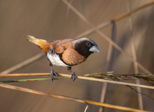 Untitled wildlife artwork