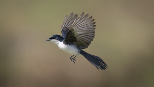 Untitled wildlife artwork