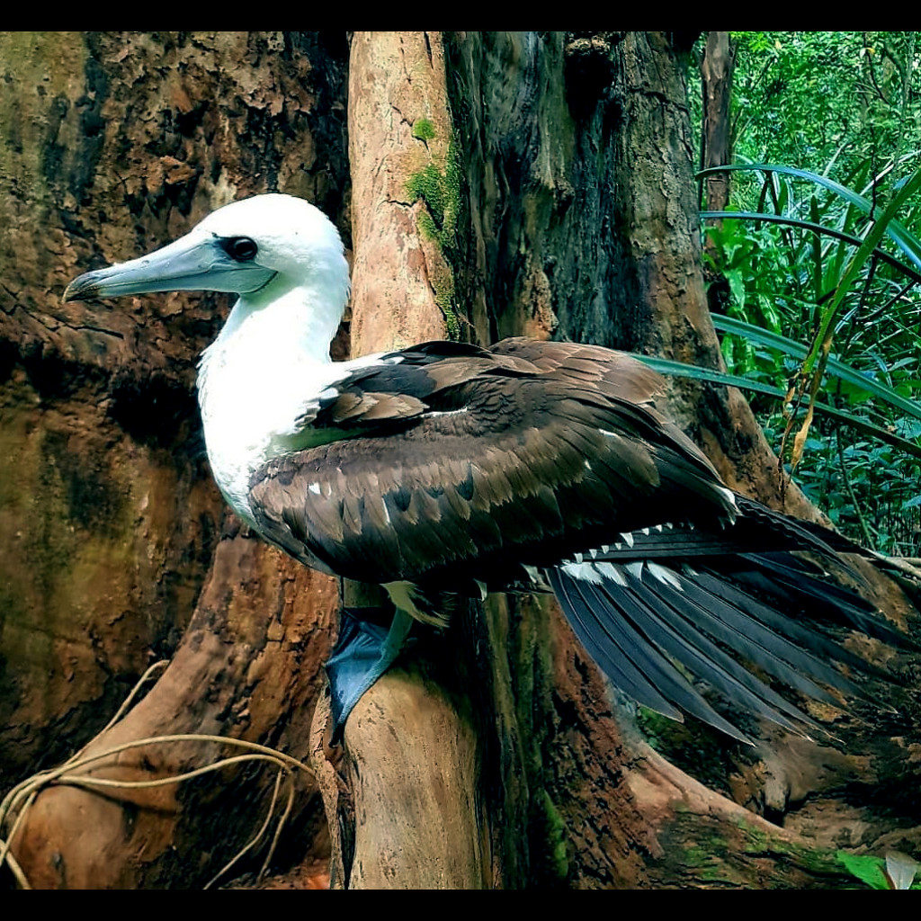 Abbott's Booby