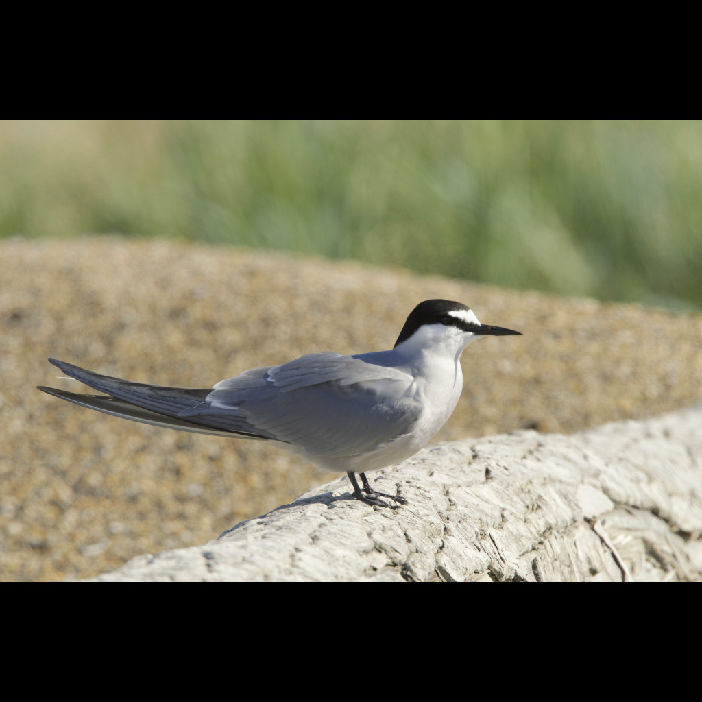 Aleutian Tern