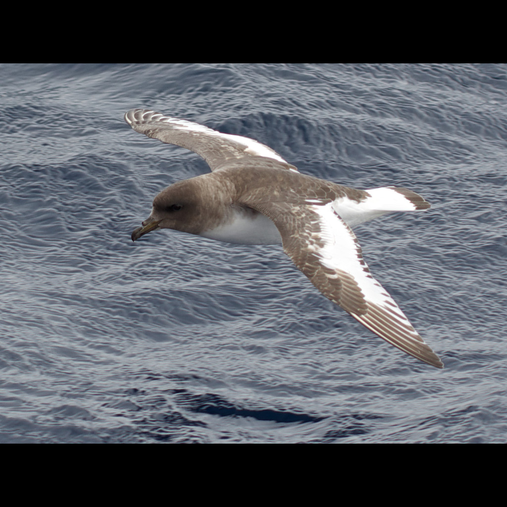 Antarctic Petrel