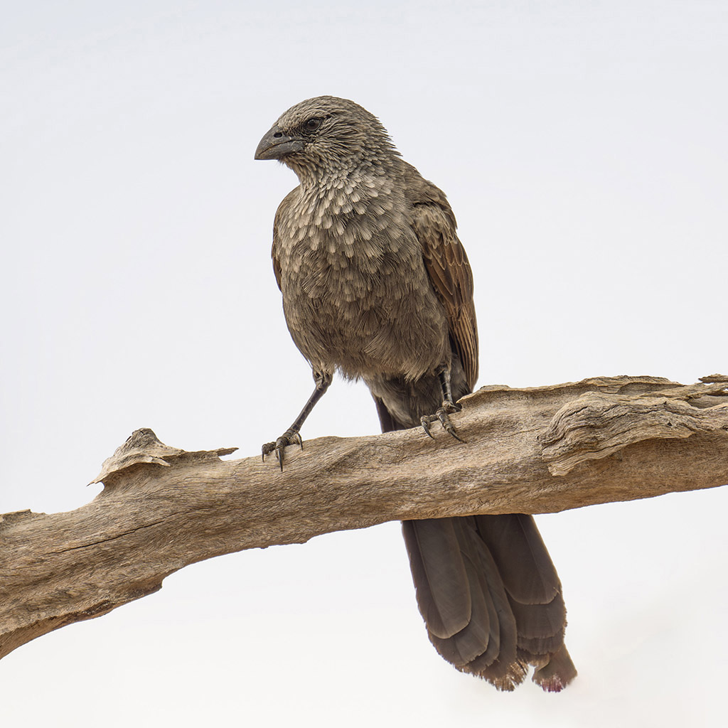 Apostlebird