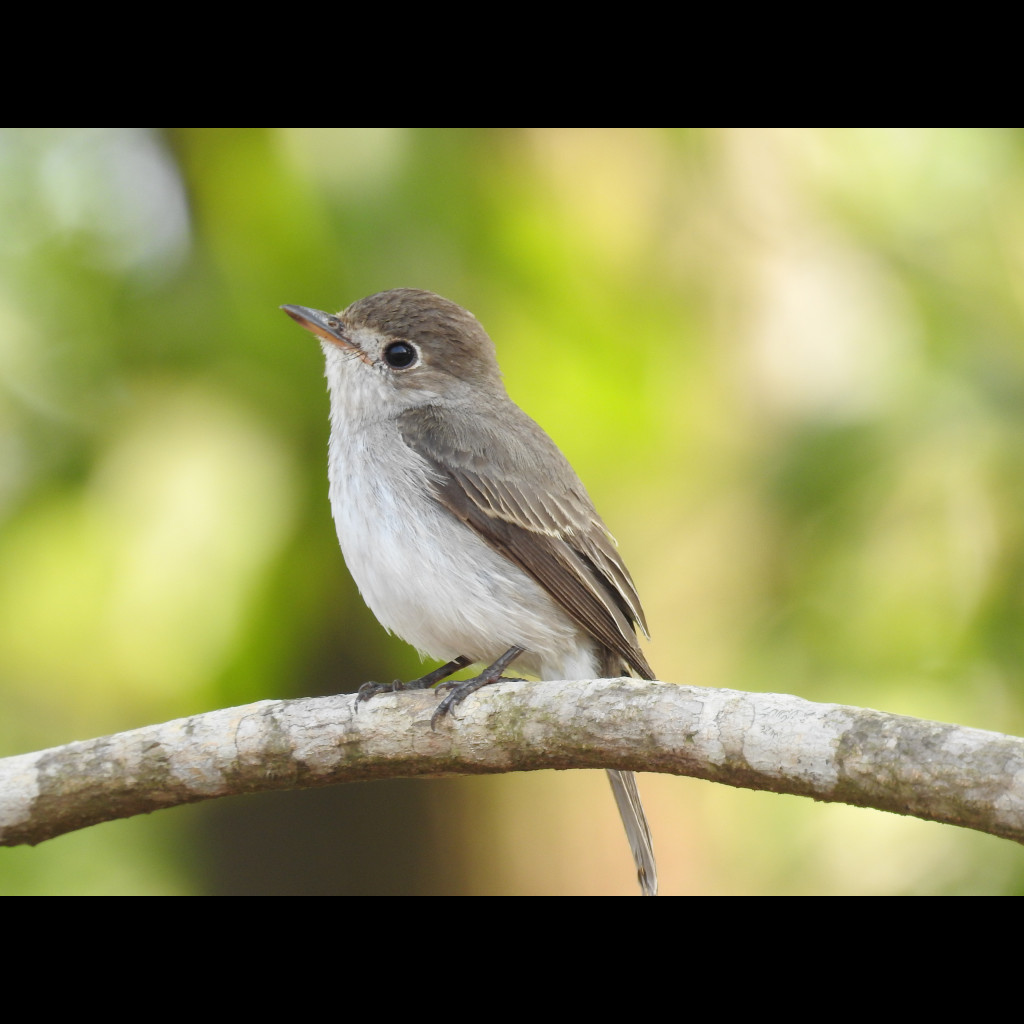 Asian Brown Flycatcher