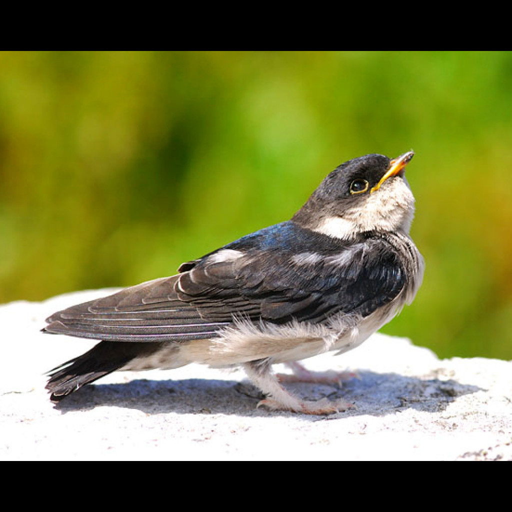 Asian House Martin