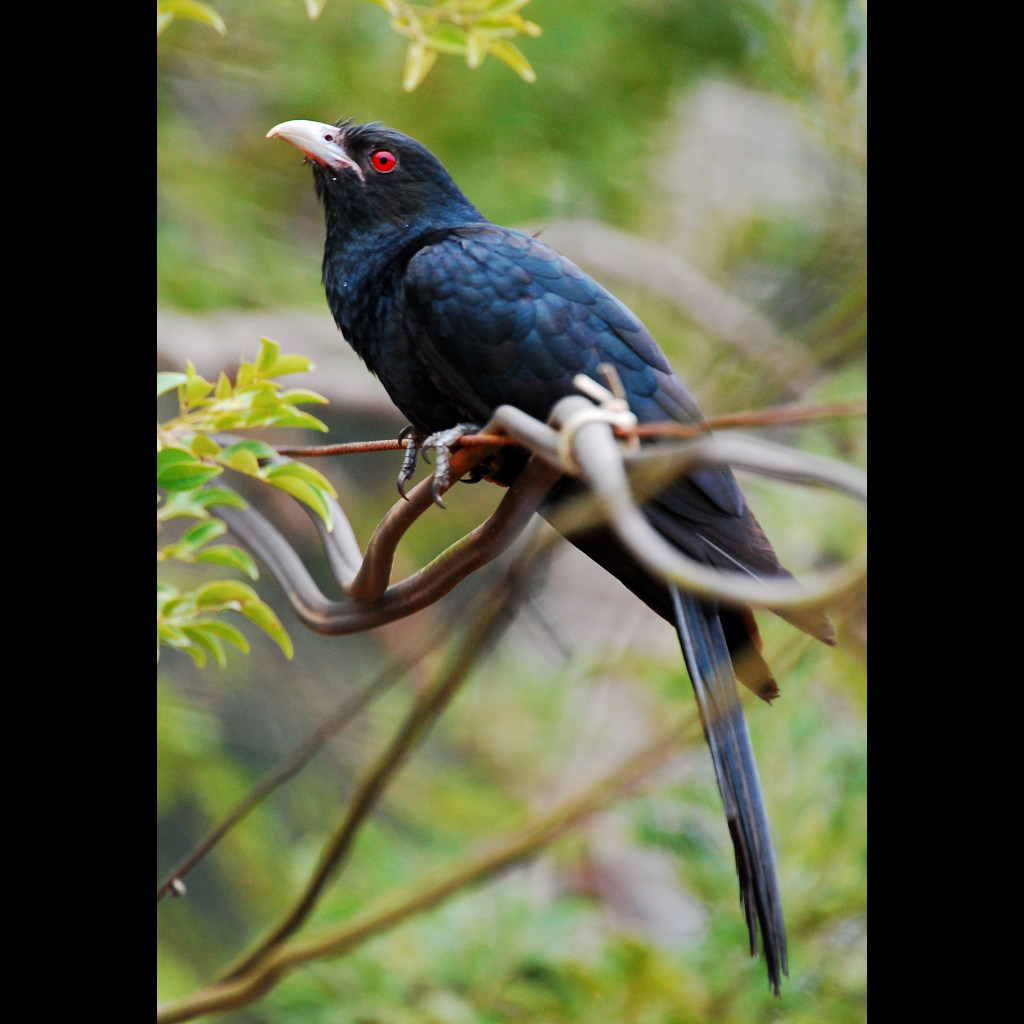 Asian Koel