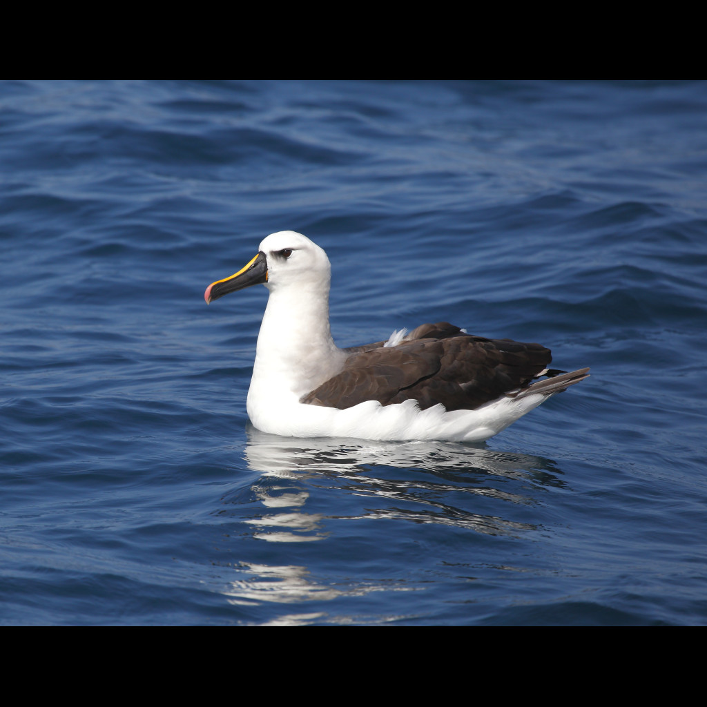 Atlantic Yellow-nosed Albatross