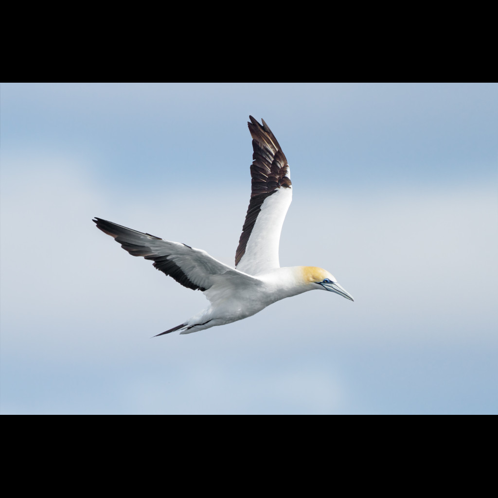 Australasian Gannet