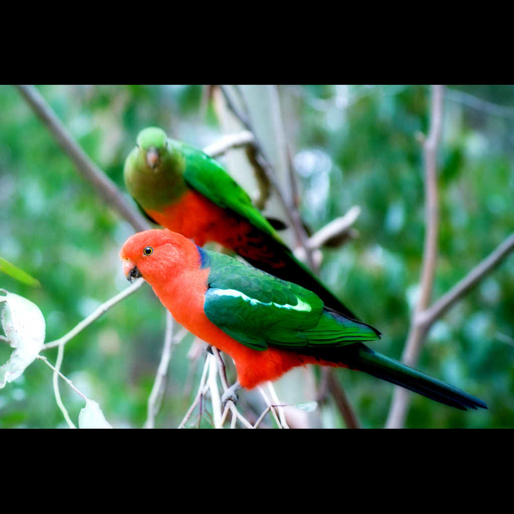 Australian King-Parrot