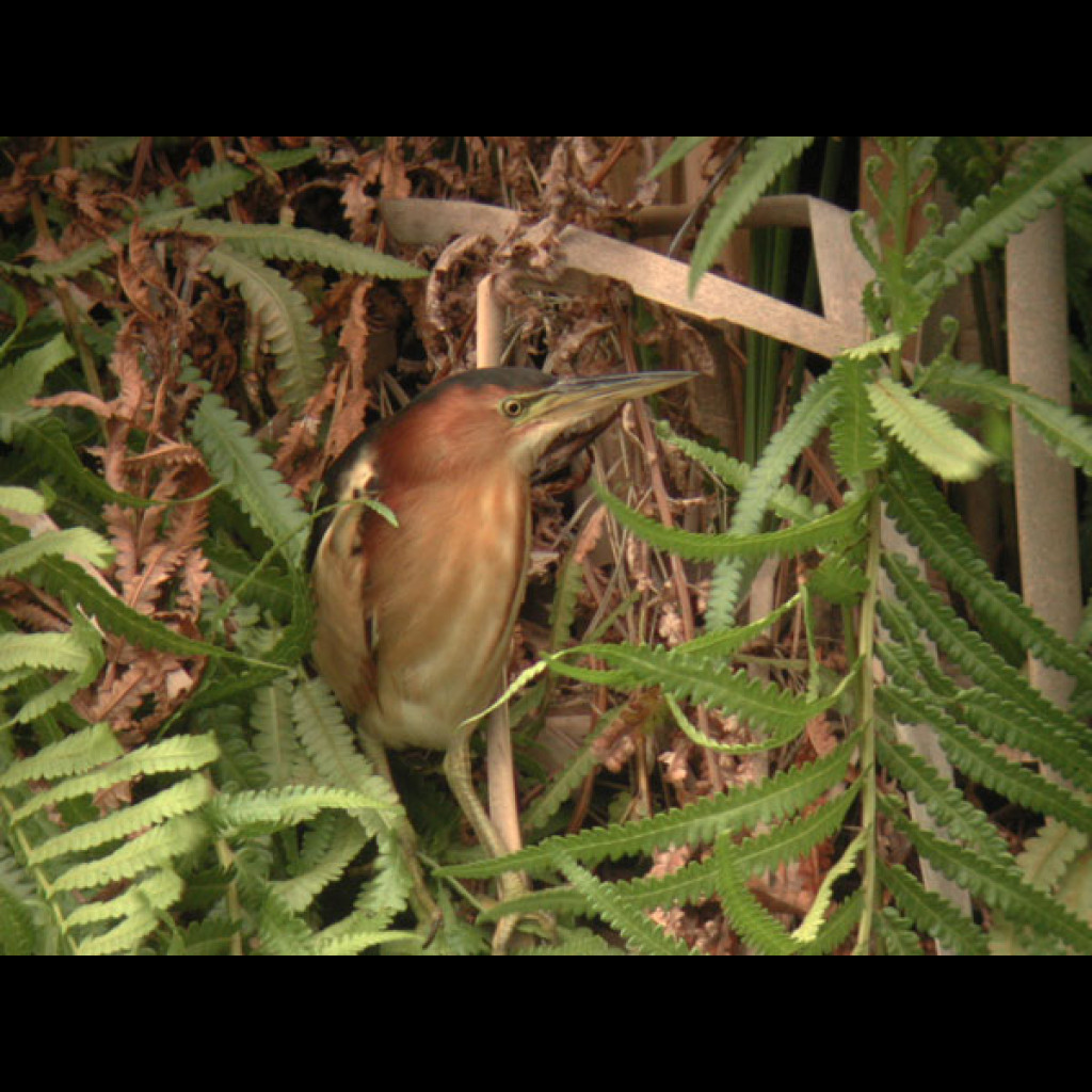 Australian Little Bittern