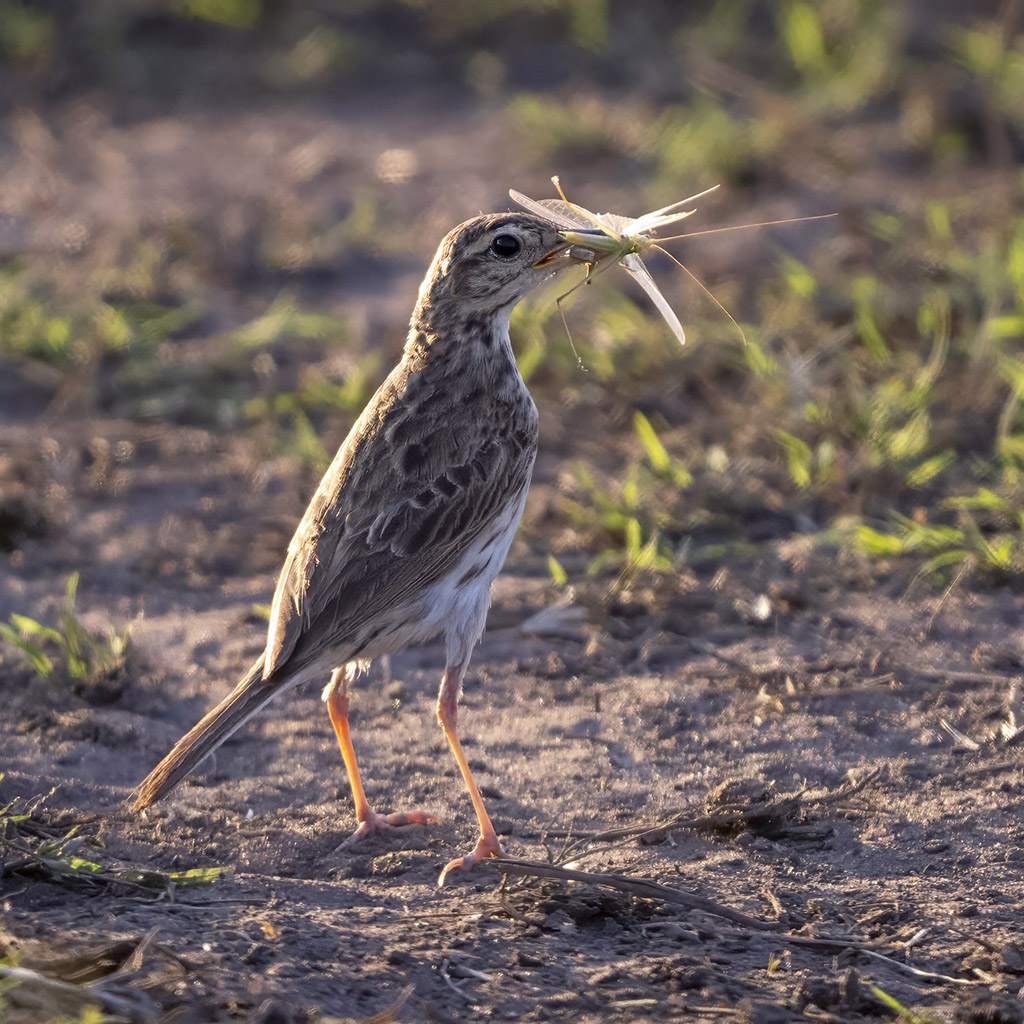 Australian Pipit