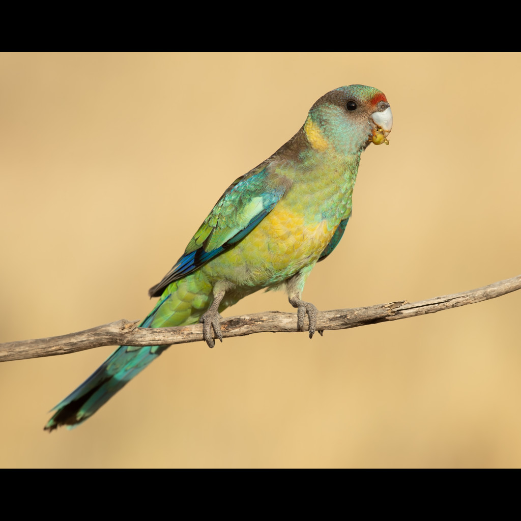 Australian Ringneck