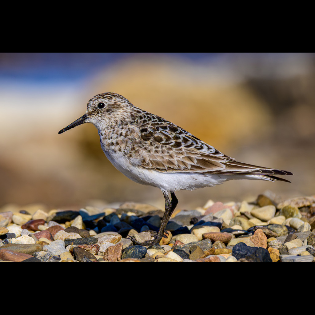 Baird's Sandpiper