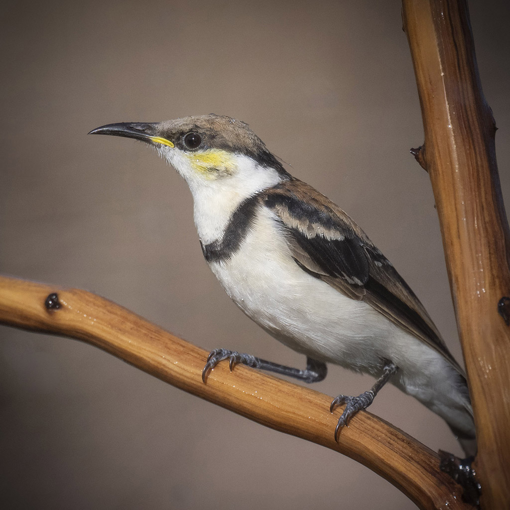 Banded Honeyeater