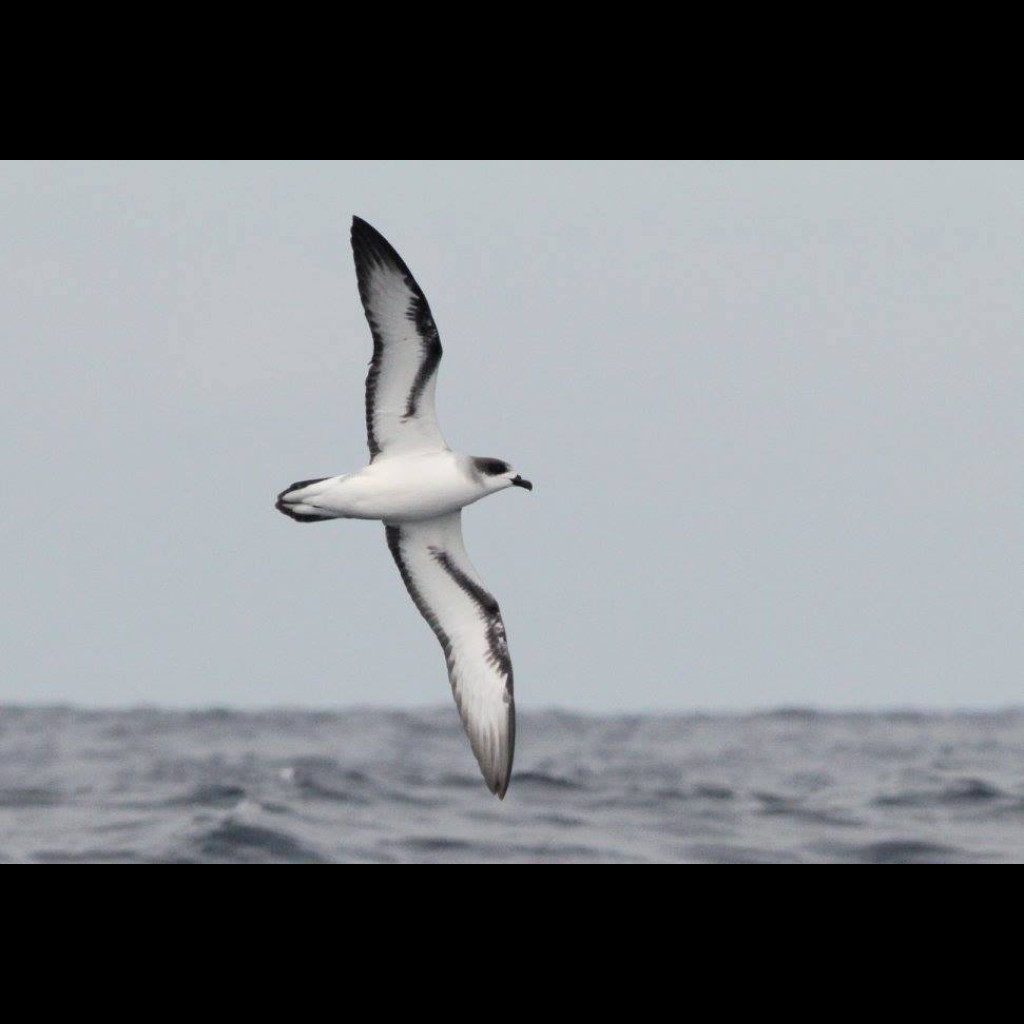 Barau's Petrel