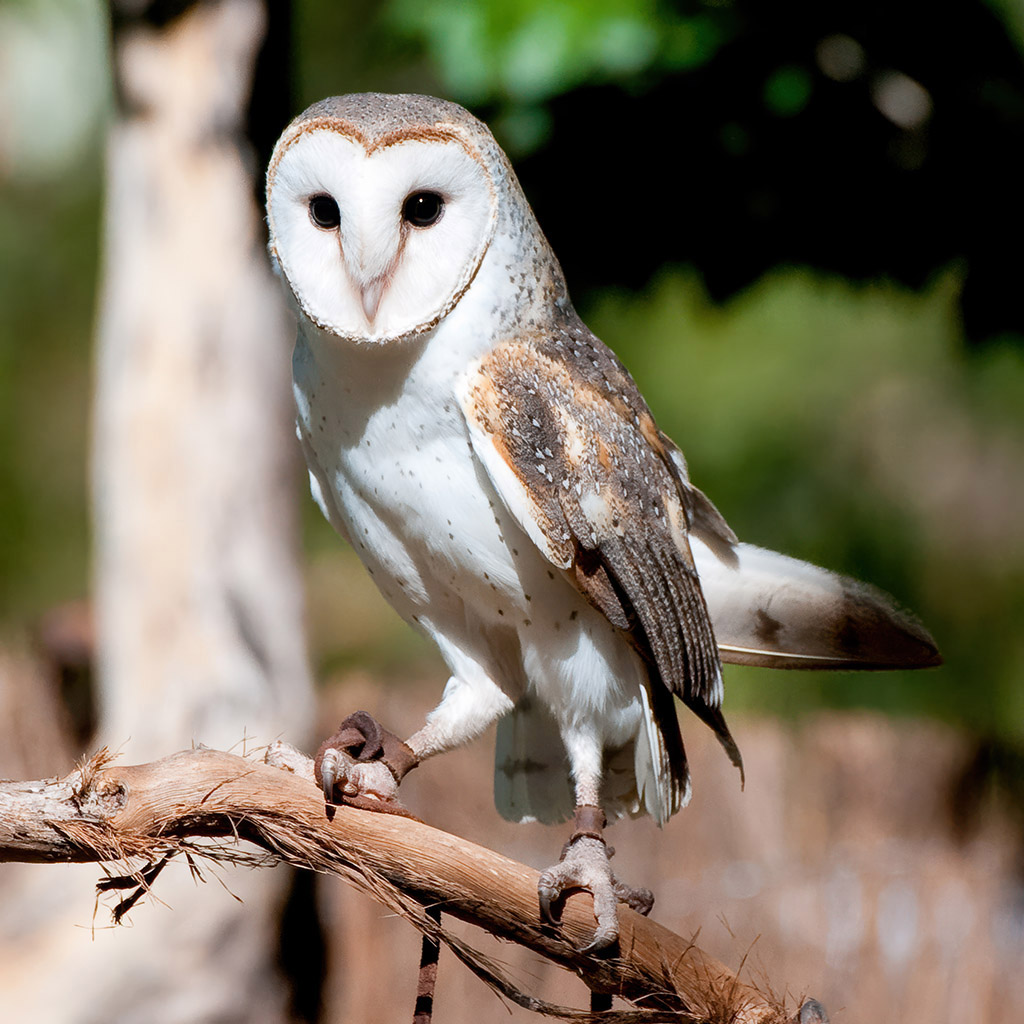 Barn Owl