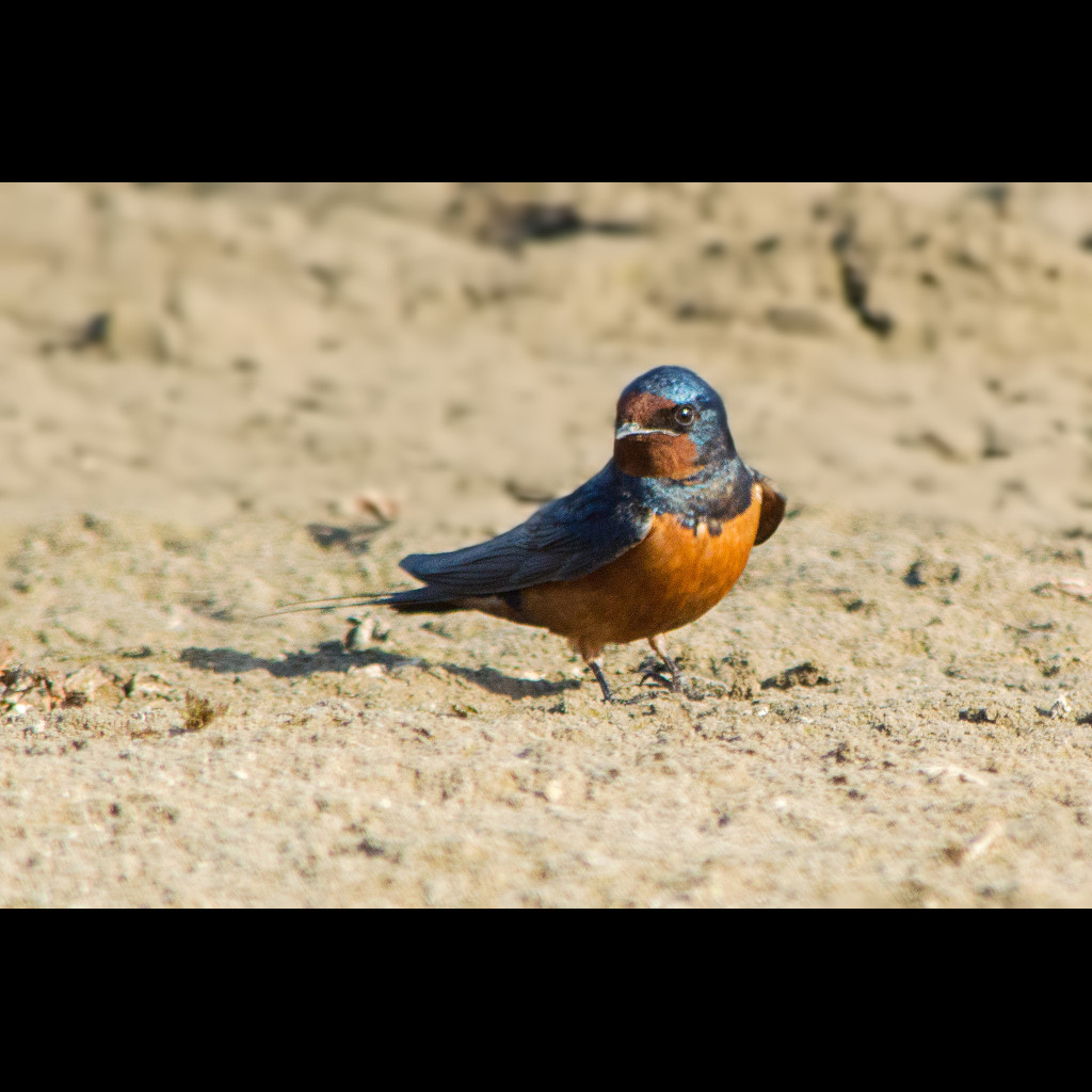 Barn Swallow