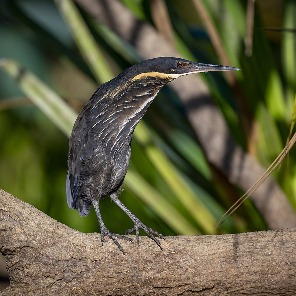 Black Bittern