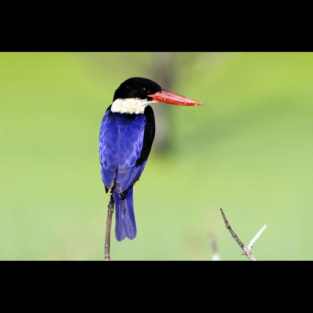 Black-capped Kingfisher