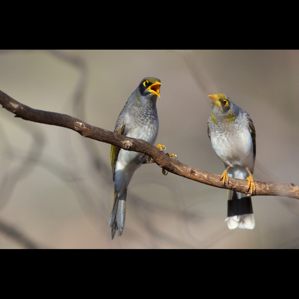 Black-eared Miner