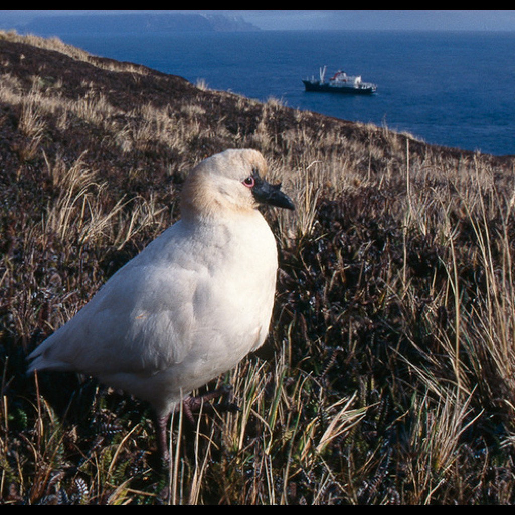 Black-faced Sheathbill