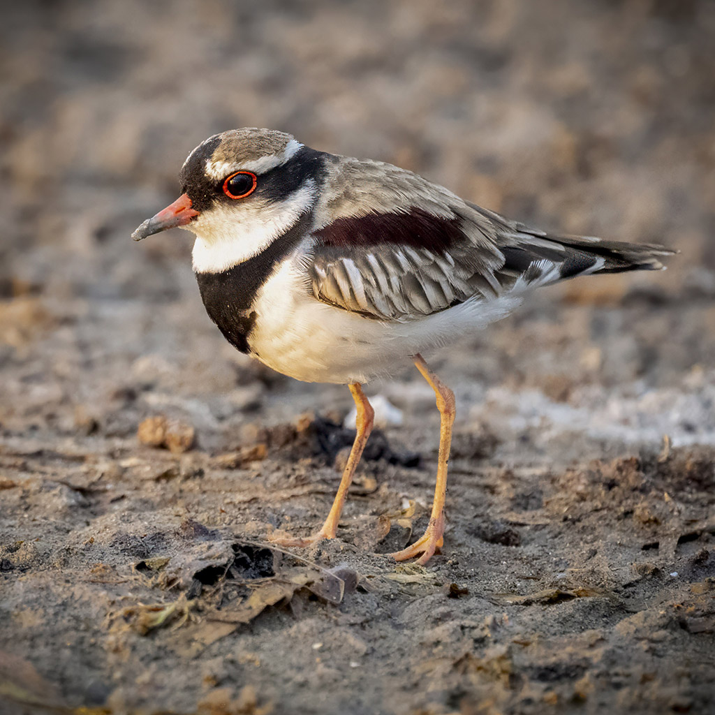 Black-fronted Dotterel