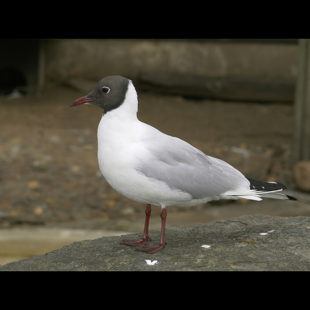 Black-headed Gull