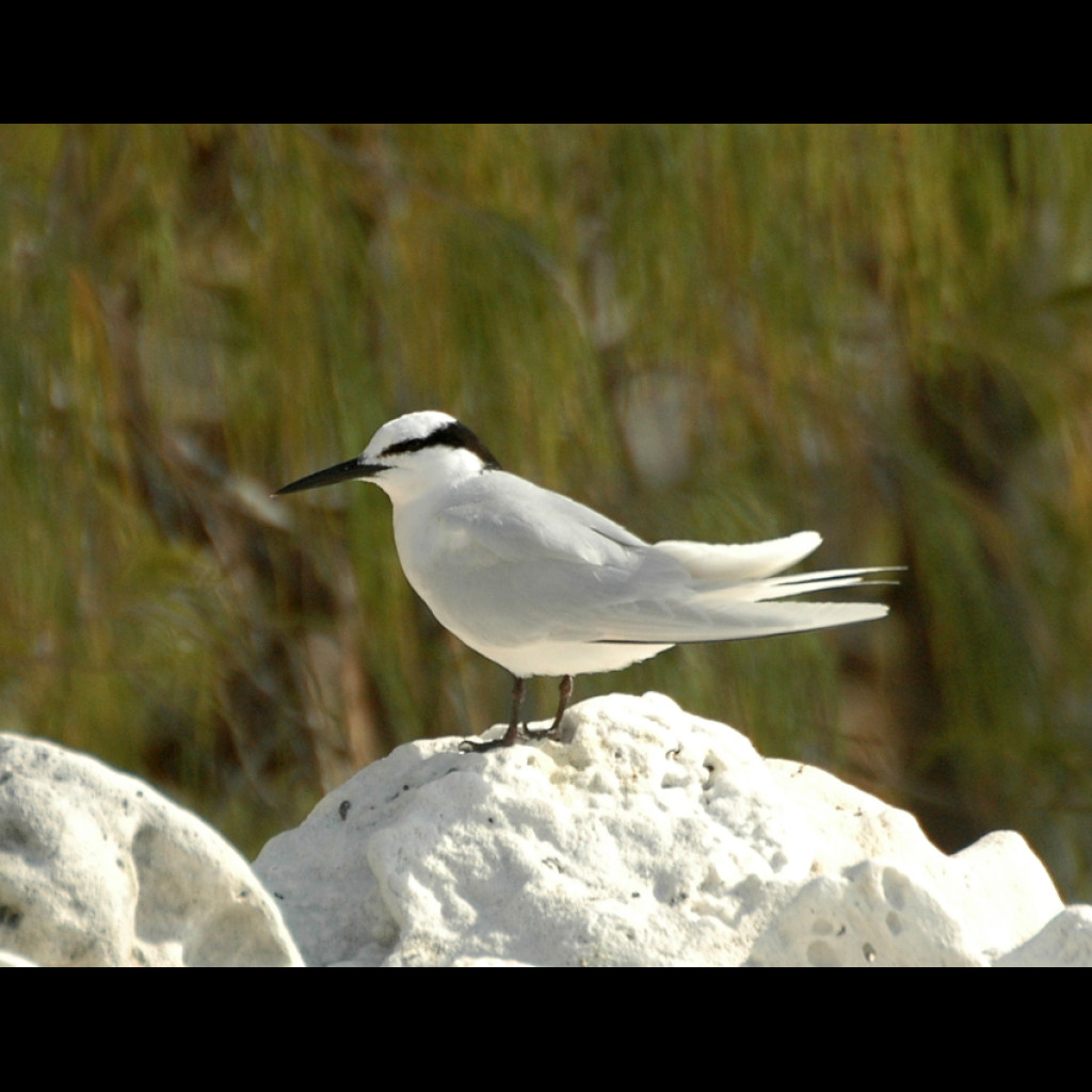 Black-naped Tern