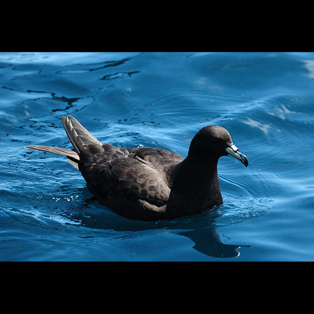 Black Petrel