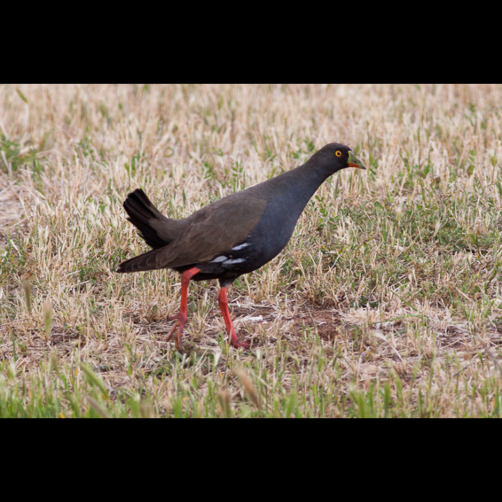 Black-tailed Native-hen