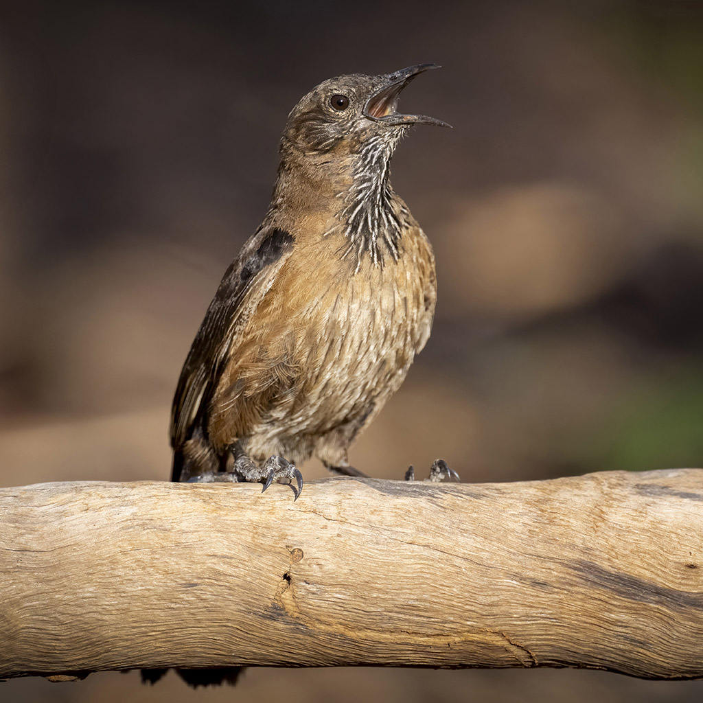 Black-tailed Treecreeper