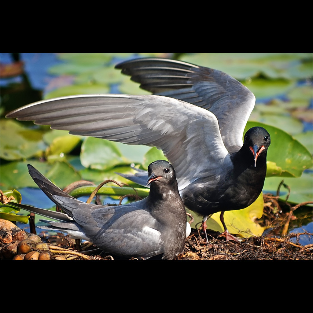 Black Tern