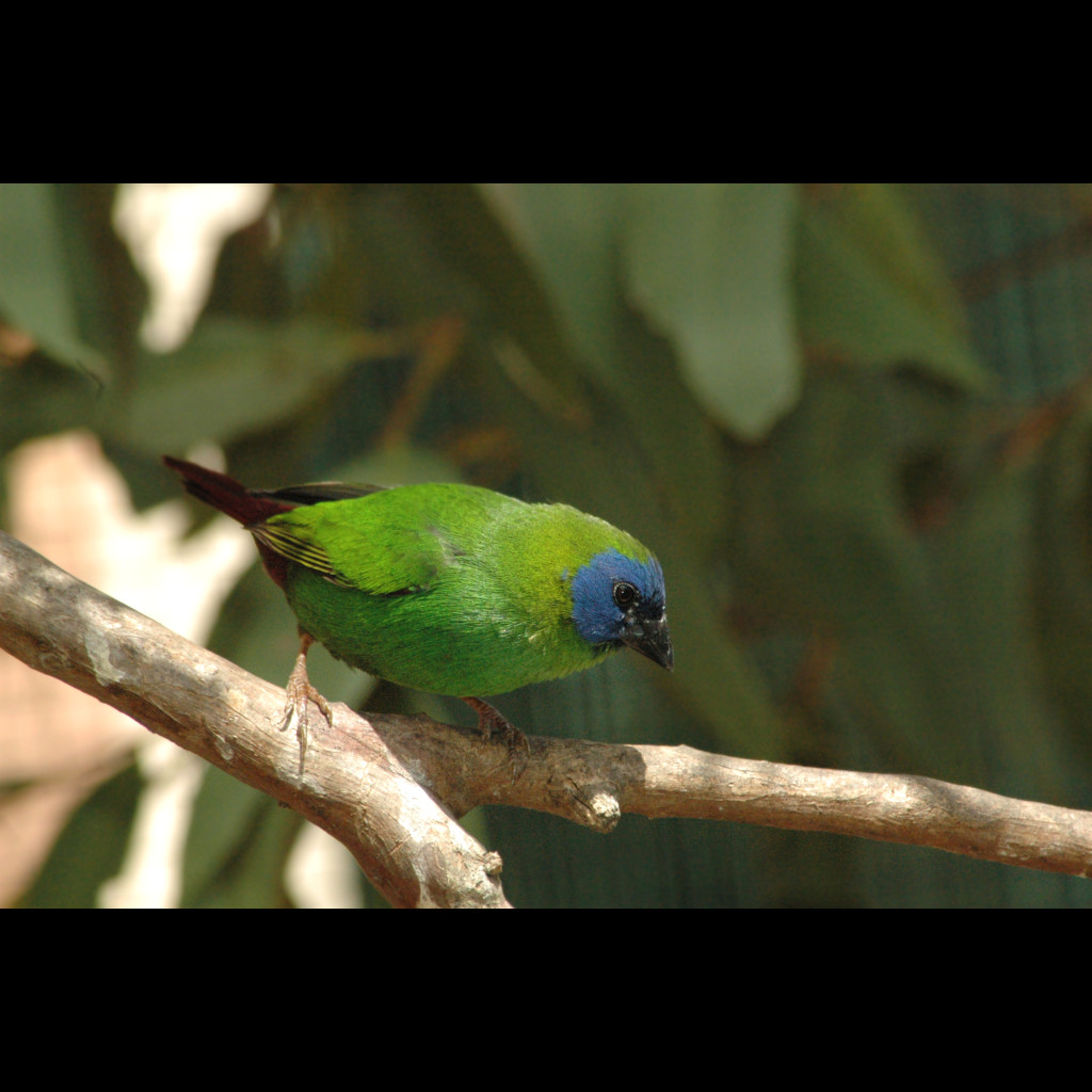 Blue-faced Parrot-Finch